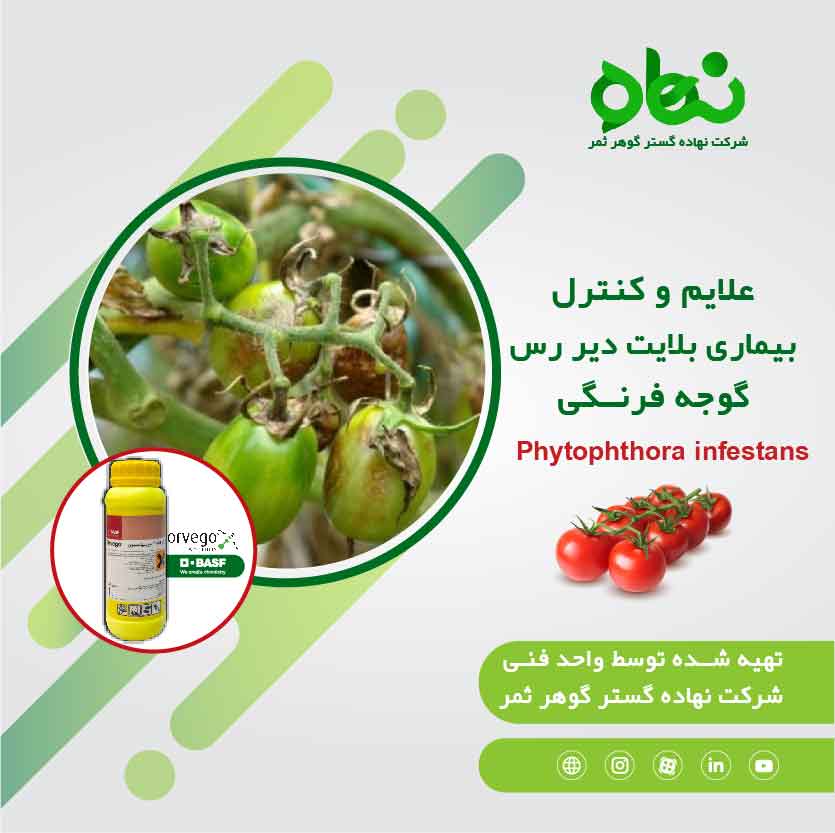 Symptoms and control of tomato late blight disease